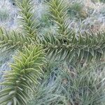 Araucaria angustifolia Leaf