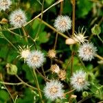 Erigeron acris Frukto