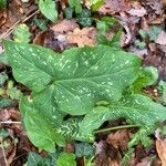Arum italicum x Arum maculatum Hoja