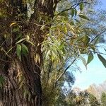 Salix alba Lehti