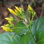 Gelsemium elegans Flower