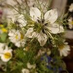 Nigella sativa 花