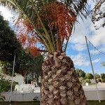 Phoenix canariensis Habit