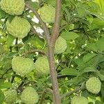 Annona squamosa Fruto