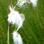 Eriophorum vaginatum Flower