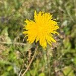 Sonchus arvensisBlomst