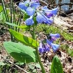 Mertensia virginicaLorea