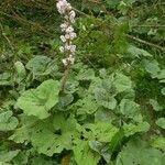 Petasites hybridus Habitus