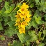 Lysimachia punctataFlor