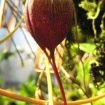 Bulbophyllum biflorum Flower