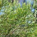 Erica arborescens Leaf