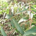 Eucalyptus viminalis Blatt