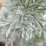 Artemisia austriaca Levél