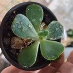 Echeveria pallidaഇല