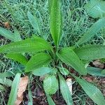 Plantago argentea Libunga