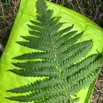 Dryopteris filix-masLeaf