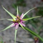 Tragopogon angustifolius Kvet