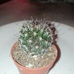 Mammillaria thornberiFolla