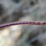 Desmanthus virgatus Fruit