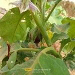 Solanum melongena Фрукт