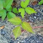 Toxicodendron radicans Листок