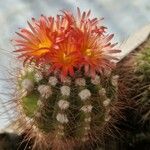 Parodia horstii Flower