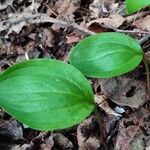 Maianthemum canadense Hoja