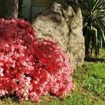 Rhododendron calendulaceum Blüte