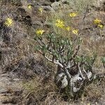 Pachypodium rosulatum Květ