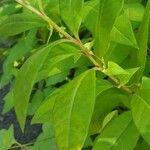 Lysimachia clethroides Hoja