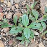 Diatelia tuberaria Likasa