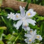 Iris formosana