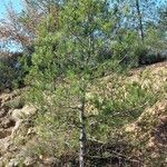 Pinus halepensis Staniste