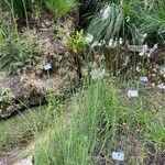 Typha minima Hoja