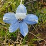 Delphinium leroyi Λουλούδι