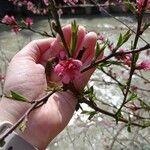 Prunus tenella Floro