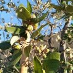 Quercus chrysolepis Meyve