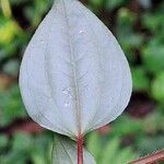 Heterotis rotundifolia Лист