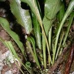 Elaphoglossum nigrescens