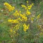 Genista scorpius Habit