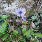 Globularia nudicaulisFlower