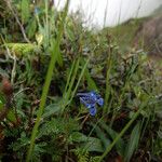 Corydalis cashmeriana Habitat