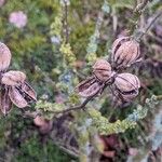 Hibiscus syriacus Frucht