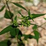 Ageratina aromaticaFlower