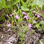 Centaurium pulchellum 花