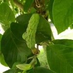 Magnolia acuminata Frucht