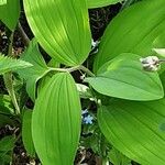 Polygonatum hirtum Ліст