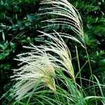 Miscanthus sinensis Mbuma