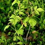 Rubus spectabilis পাতা