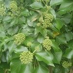 Hedera colchicaЛіст